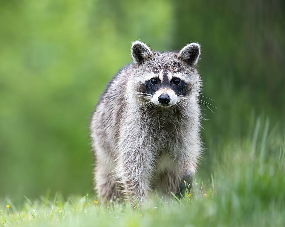 raccoon, animal, wild, nature, дикие животные, енот, Etkind Elizabeth