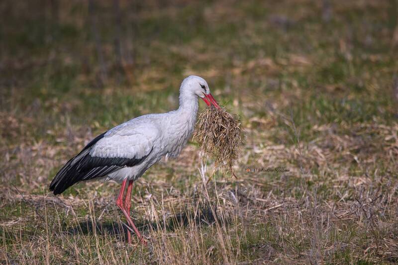 Всё в дом. фото превью