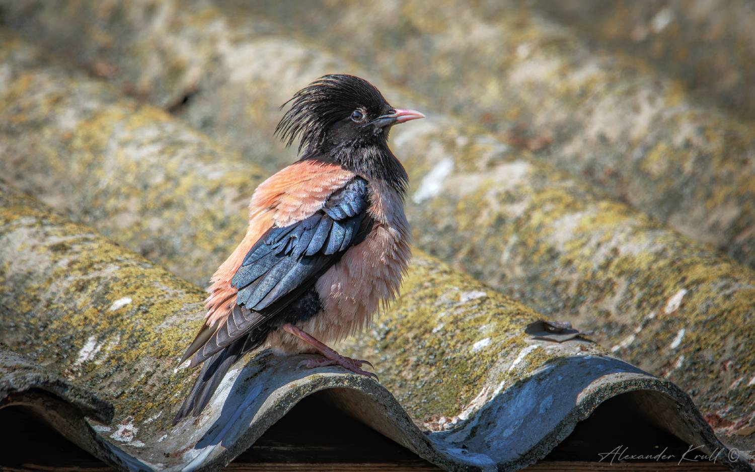 скворец, розовый скворец, pastor roseus, Круль Александр