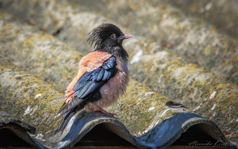скворец, розовый скворец, pastor roseus На крыше дома своего... фото превью