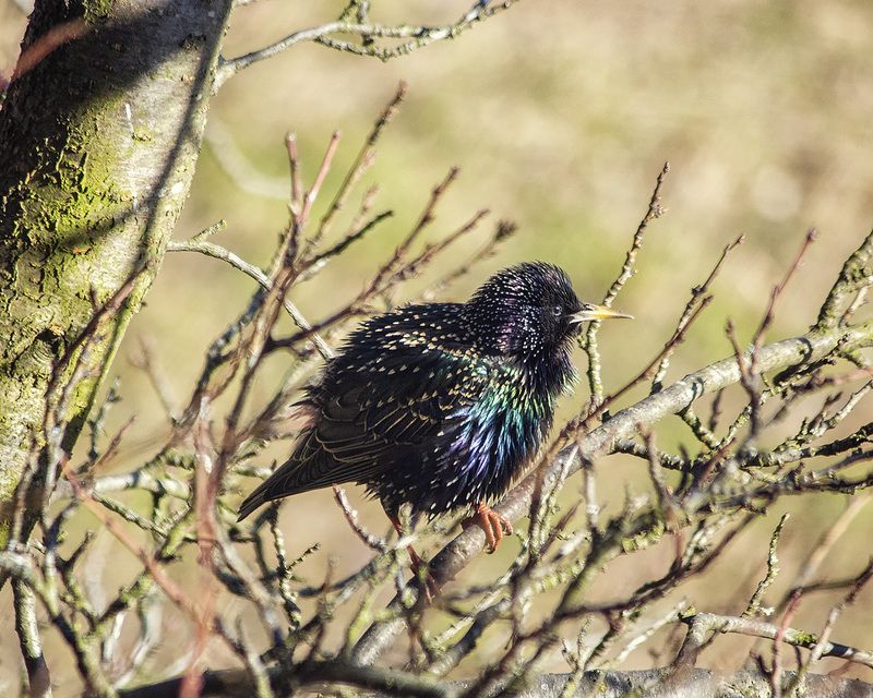 природа, птицы, перелетные, скворцы, весна Нетерпеливые птахи прилетели в конце февраля фото превью