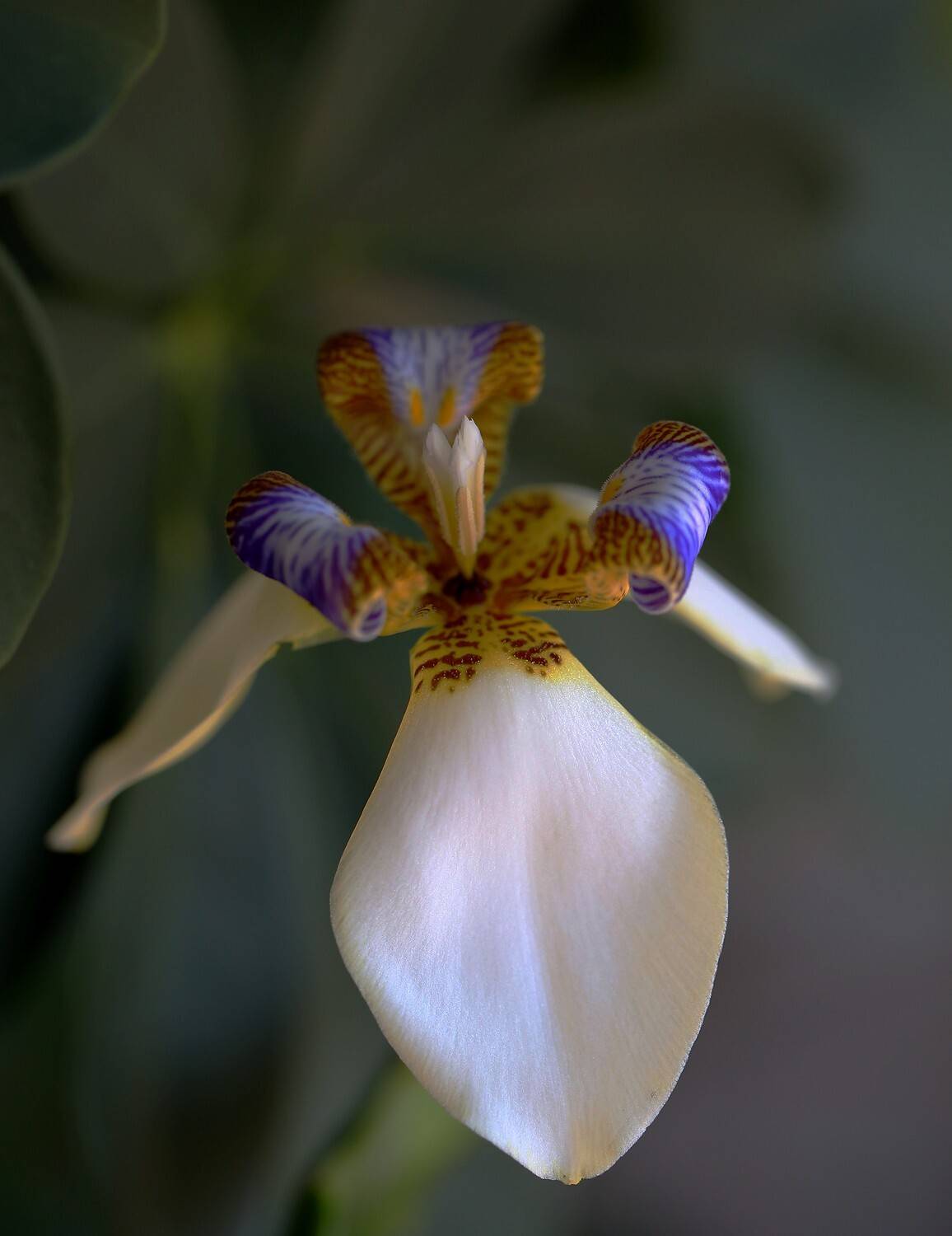 neomarica, grailis, Евгений Слободской