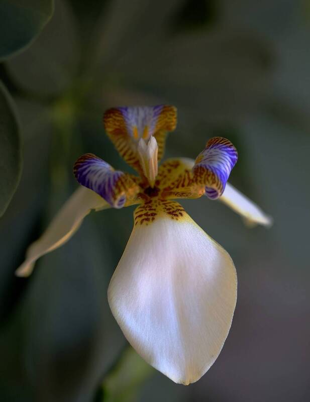 neomarica, grailis Неомарика фото превью