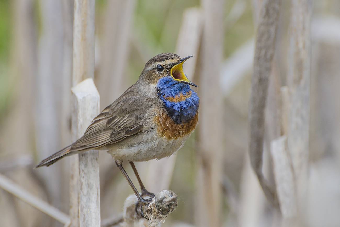 птица, варакушка, самец, Михаил Агеев