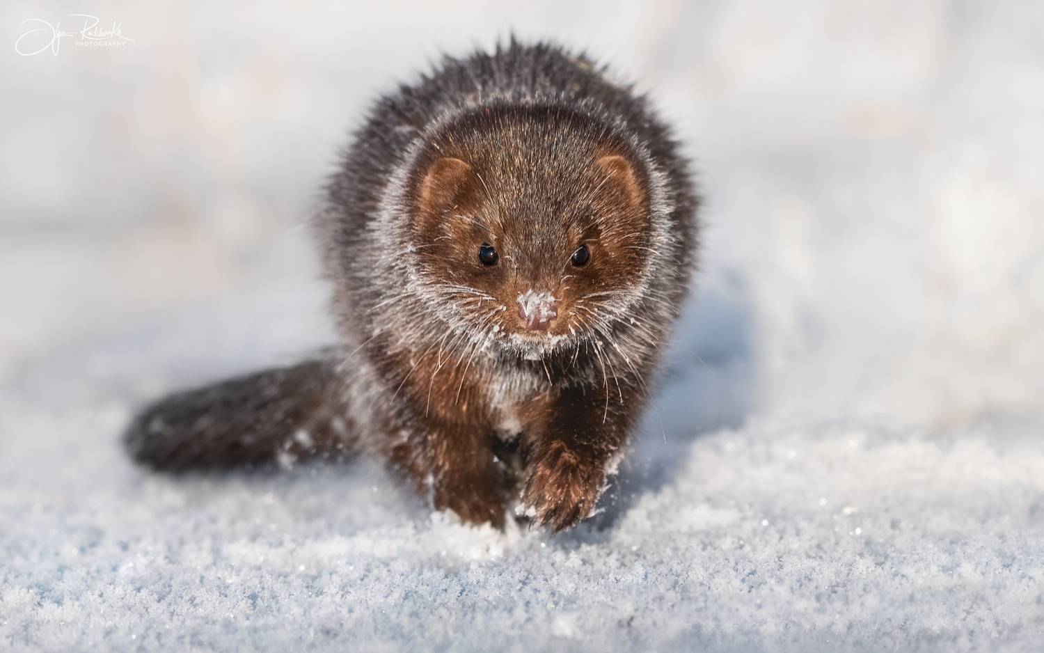 норка, алтай, хищник, зима, mink, neogale viison, амриканская норка, восточная норка, алтайский край, сибирь, Рудченко Ольга
