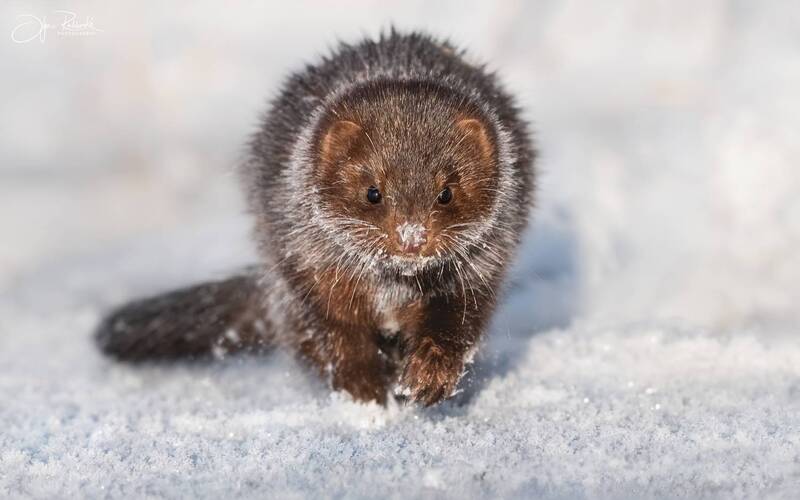 норка, алтай, хищник, зима, mink, neogale viison, амриканская норка, восточная норка, алтайский край, сибирь Со снежинкой на носу фото превью