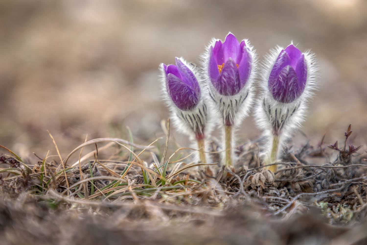 Крым, Гусева Елена