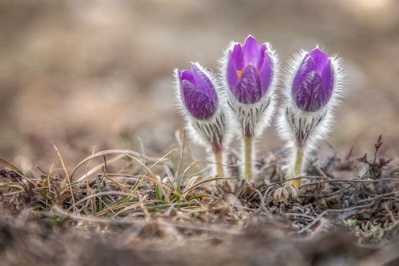 Крым Пушистики фото превью