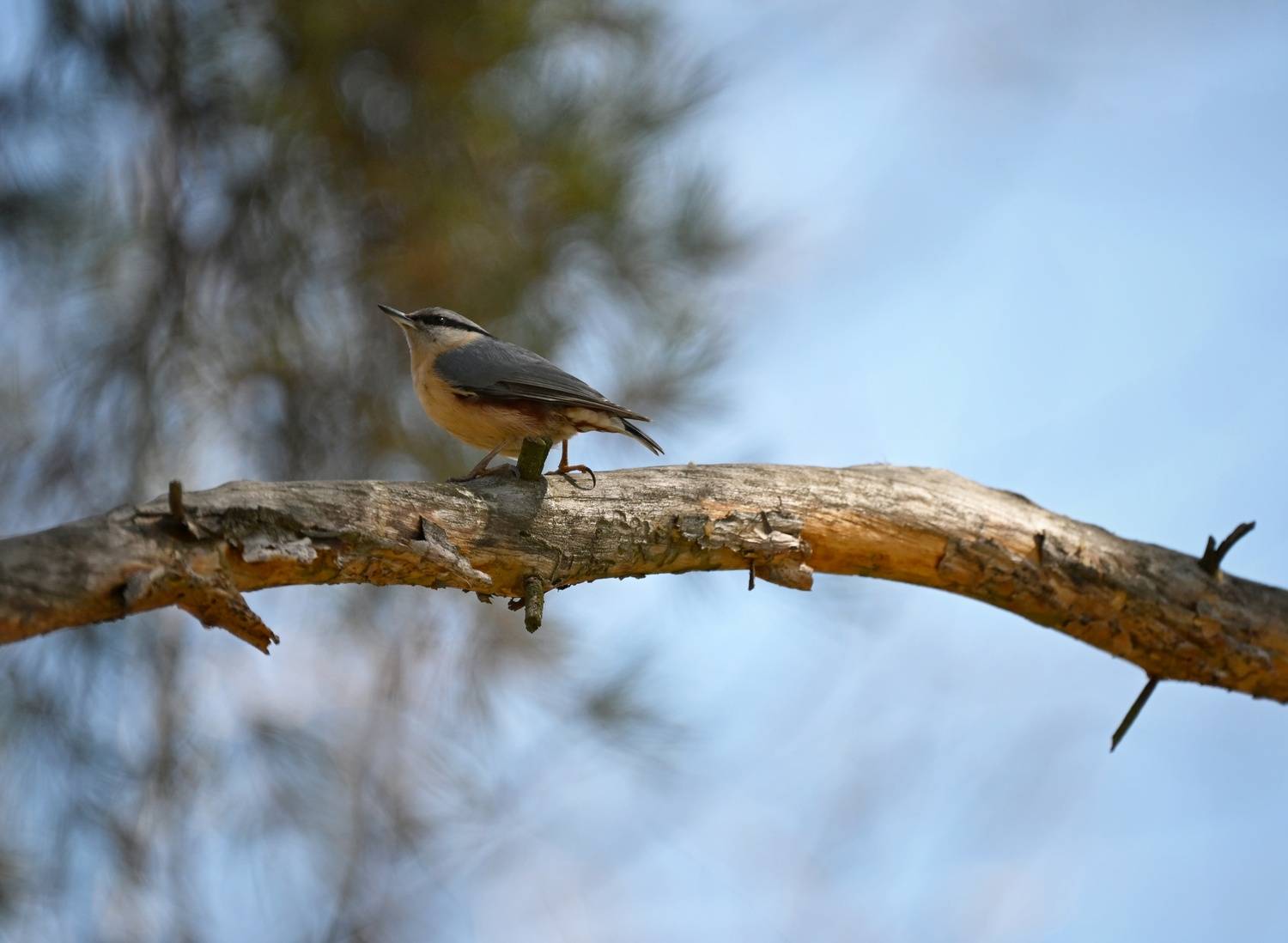, Герчев Николай