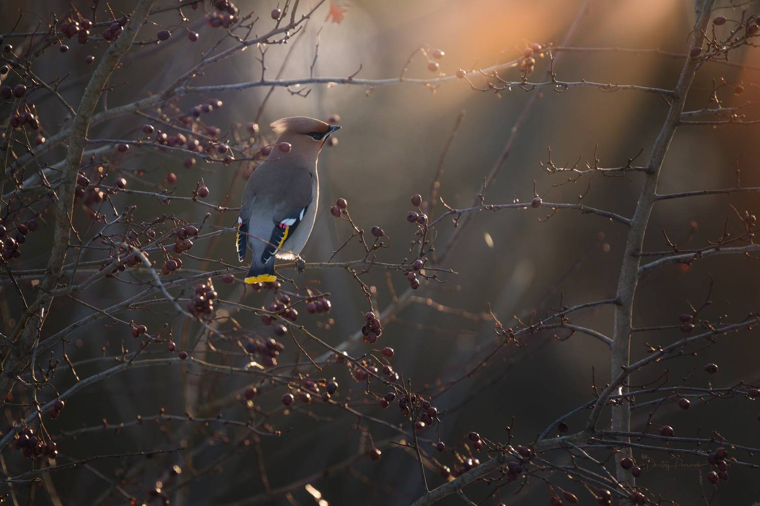 лес, поля, огороды, природа, птицы, животные, макро, Дмитрий Посевич