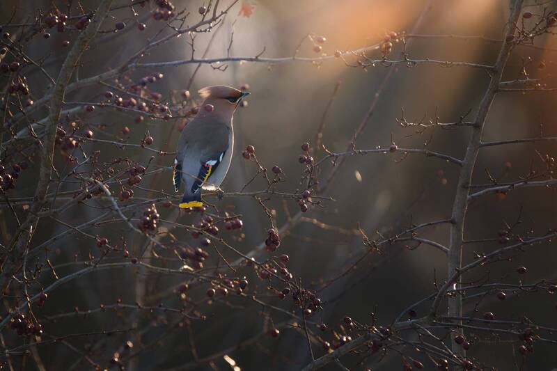 Весенний закат ..., с остатками прошлогоднего урожая фото превью