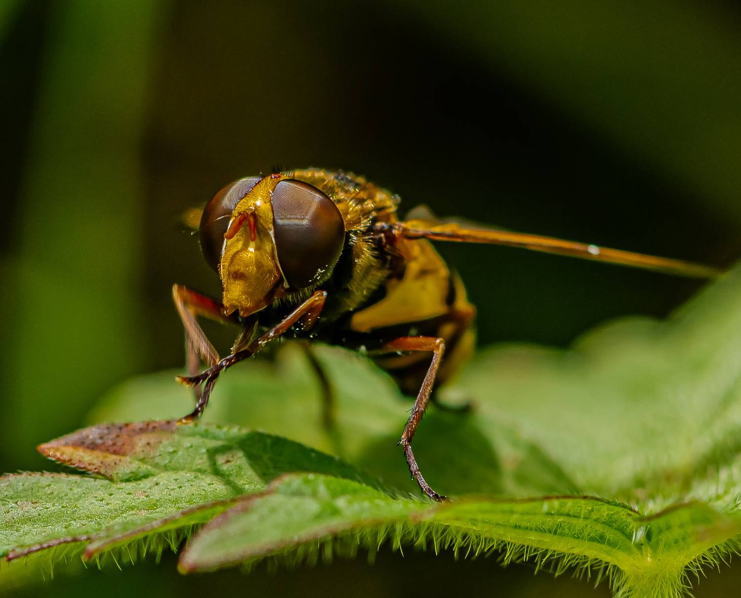 макро, Виктор Парщиков