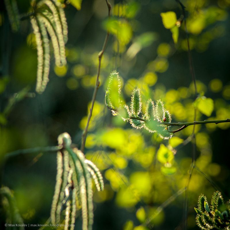 birch, branch, foliage, green, leaf, leaves, nature, park, plant, spring, tree, берёза, весна, ветка, дерево, зелёный, лист, листва, листья, парк, природа, растение Весенний цвет фото превью