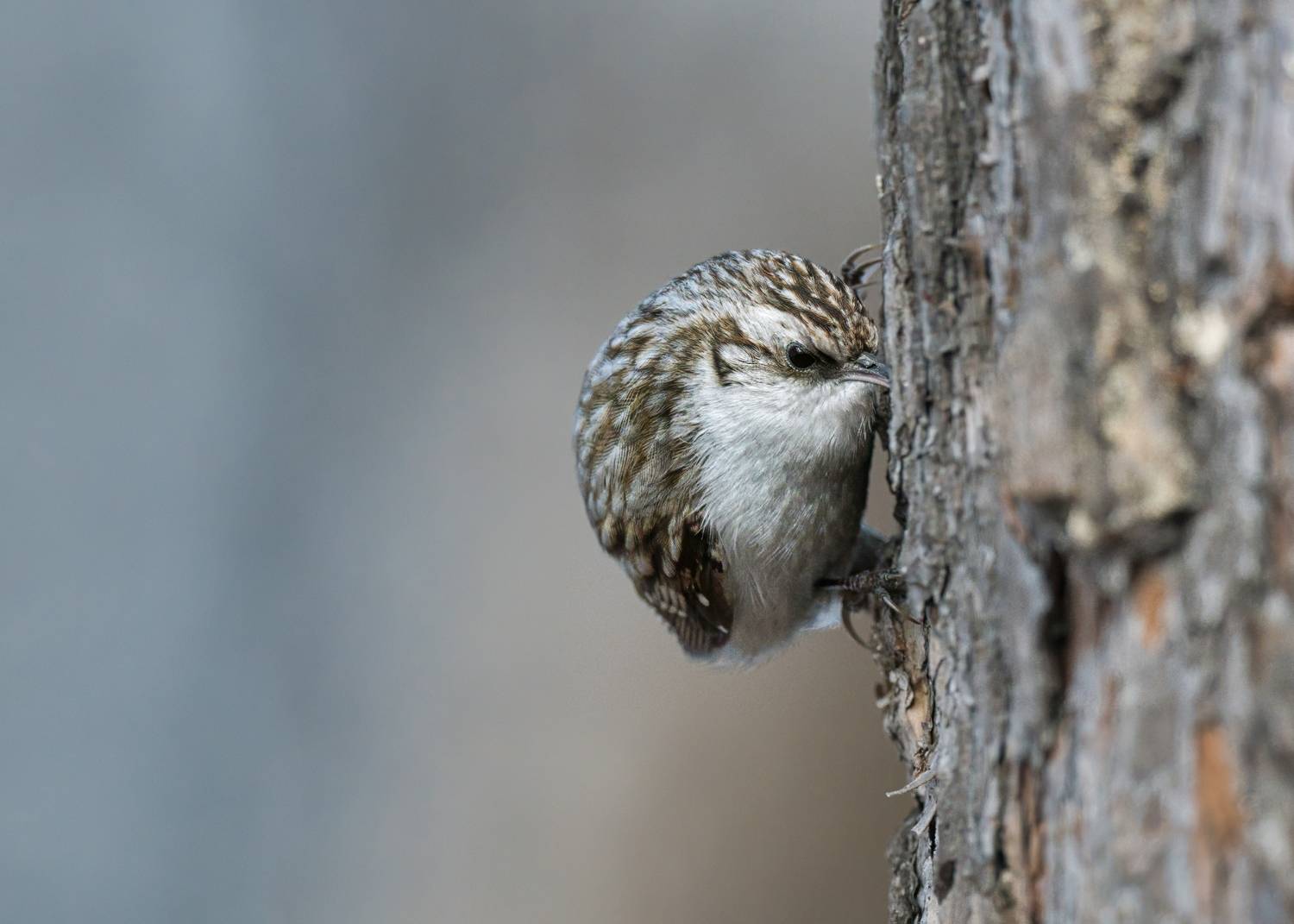 , Большаков Алексей