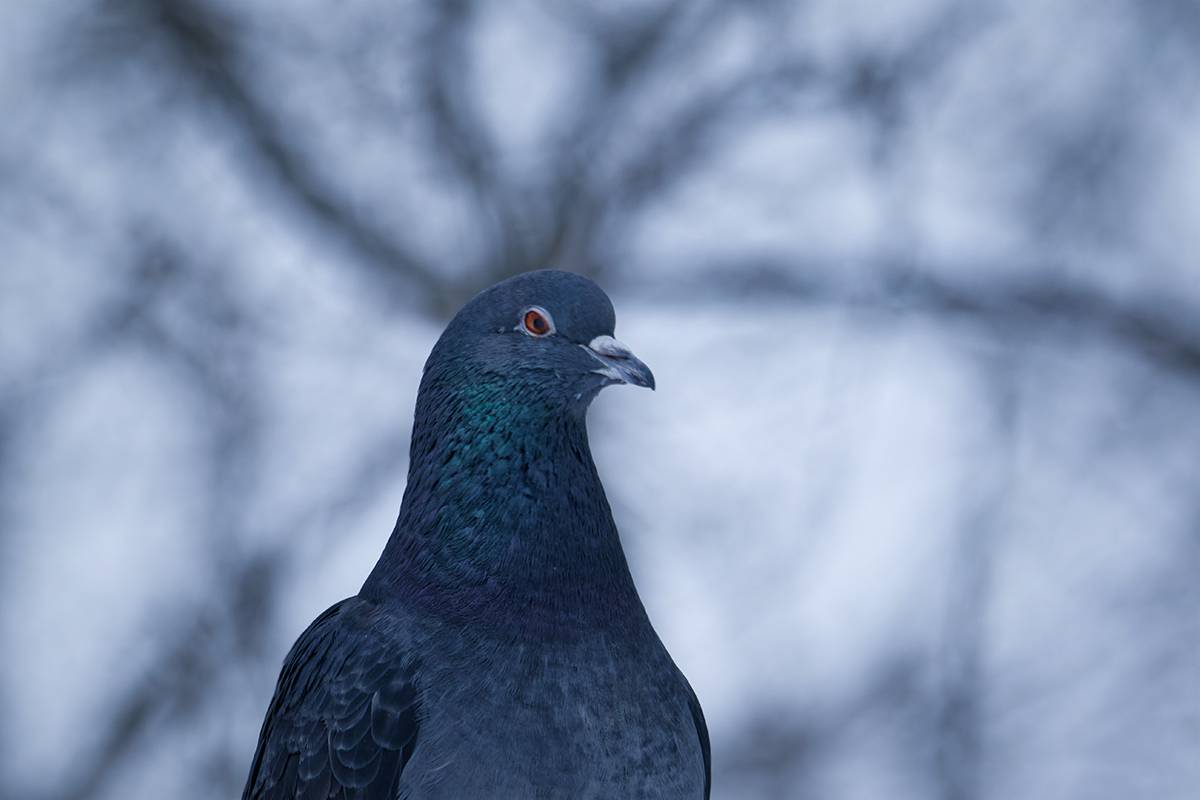 птица, голубь, калининград, bird, columba, birdwatching, birdphotography, Хилько Марина