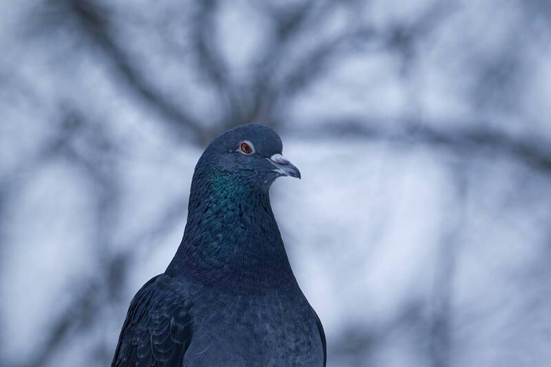 птица, голубь, калининград, bird, columba, birdwatching, birdphotography Веточный шик фото превью