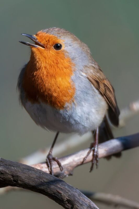 Зарянка фото превью