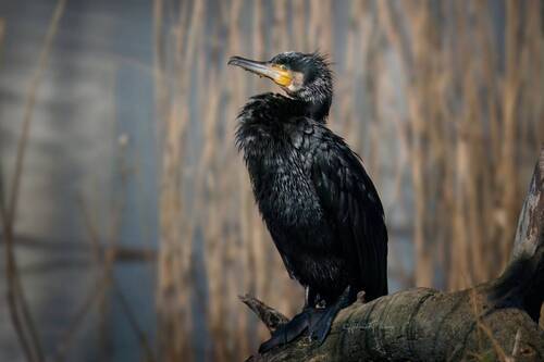 Сохнущий баклан. Great Cormorant.