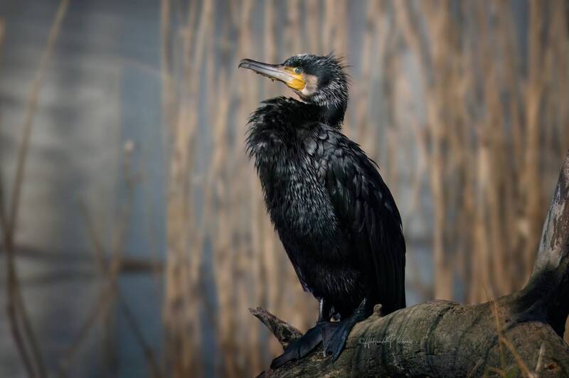 большой, баклан., great, cormorant Сохнущий баклан. Great Cormorant. фото превью