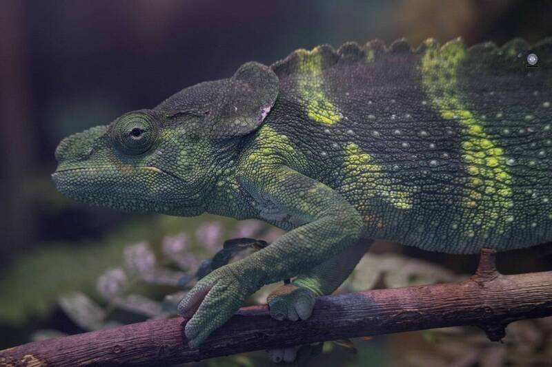 Chameleon фото превью