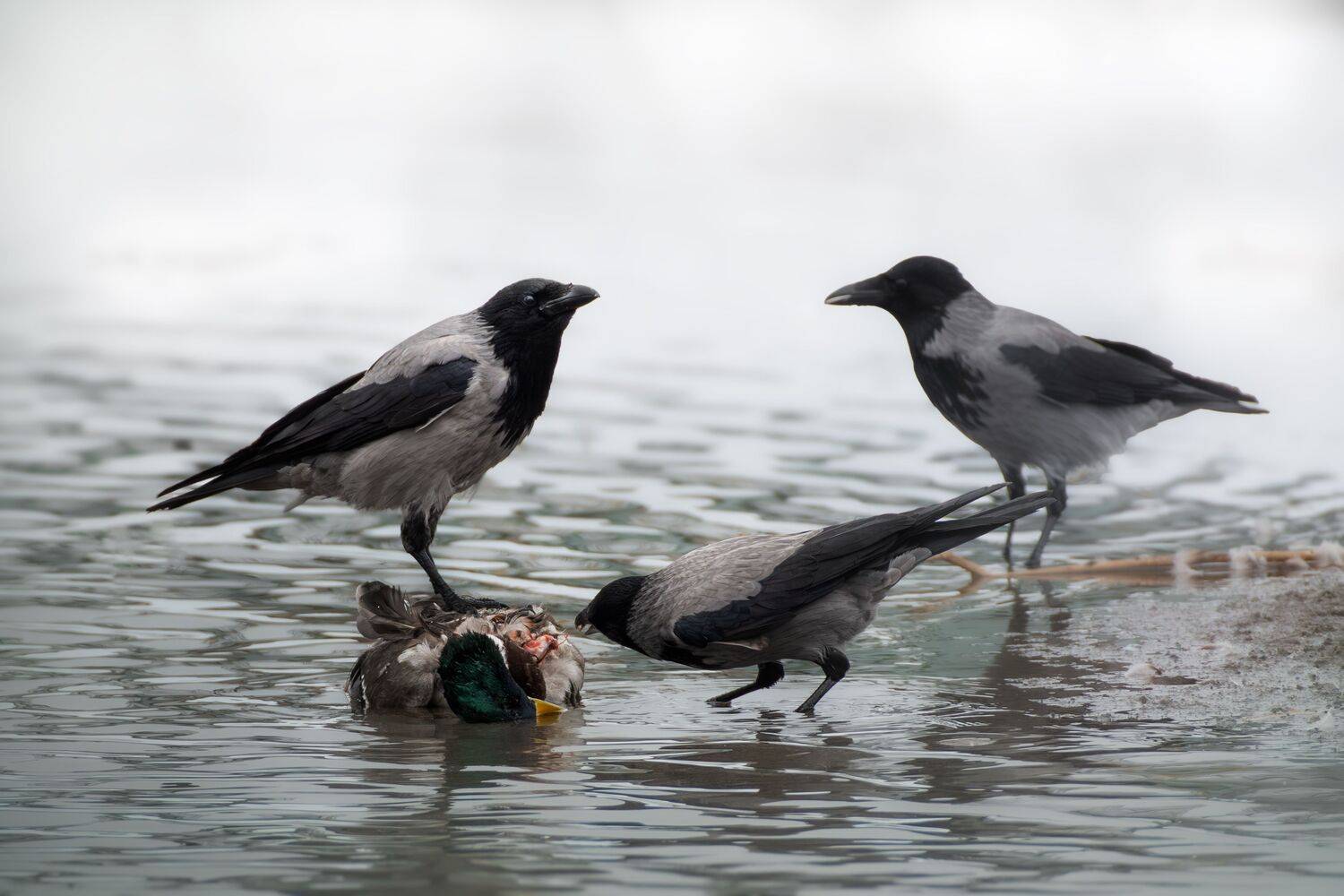 , Полина Шальнева
