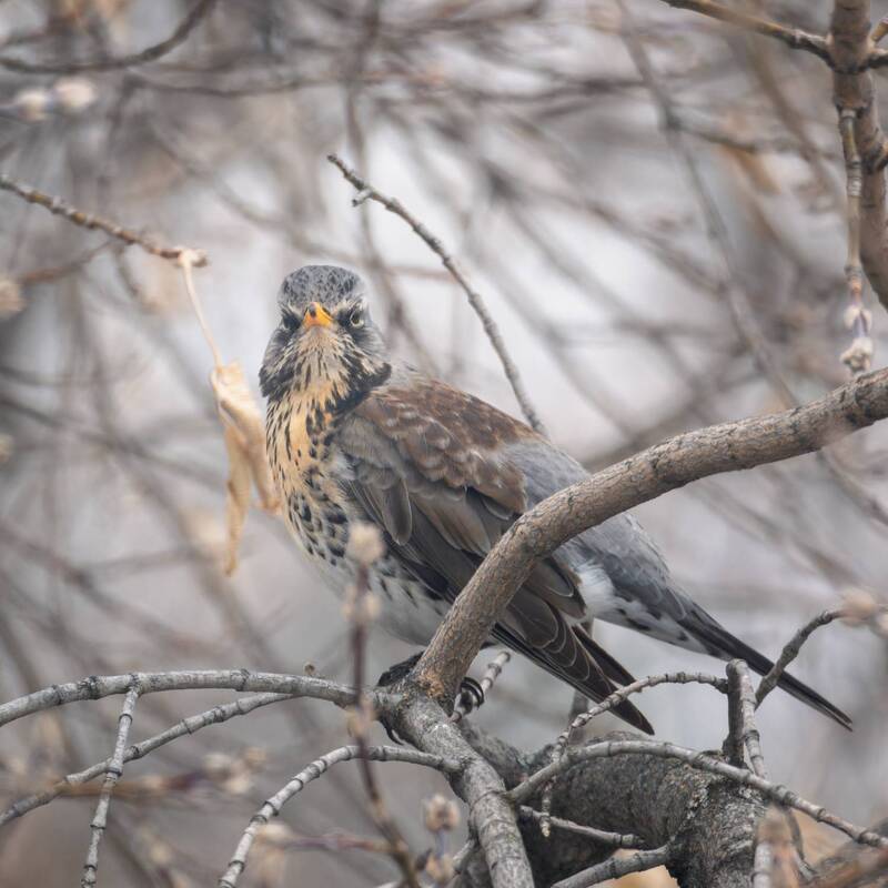 птицы, дрозд Дрозды прилетели. фото превью