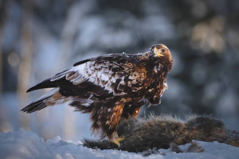 беркут, красный бор, рассвет Беркут фото превью