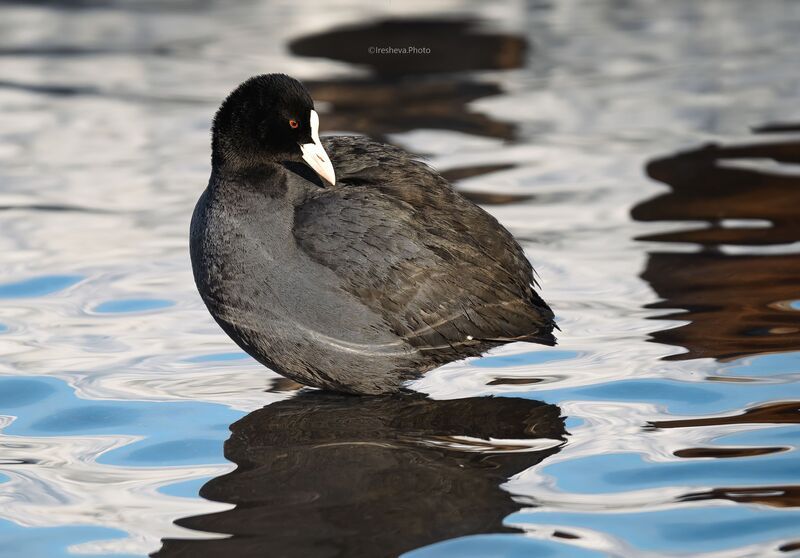 Лысуха, птица Лысуха фото превью