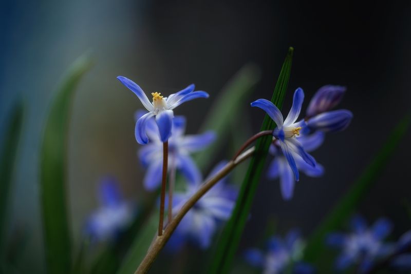 *** фото превью