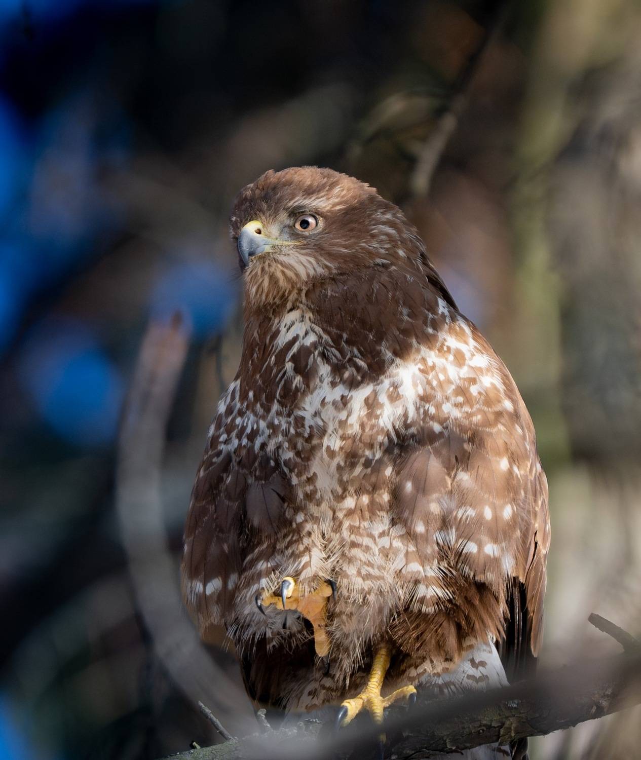 , Ширгин Сергей