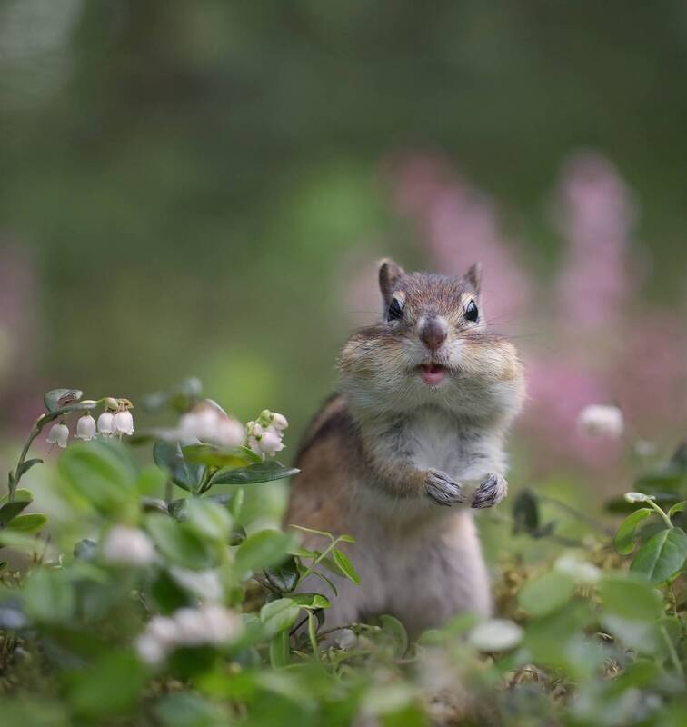 Зацвела брусника! фото превью