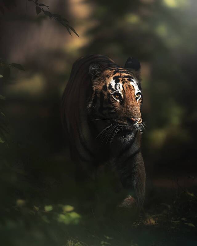 Tiger фото превью