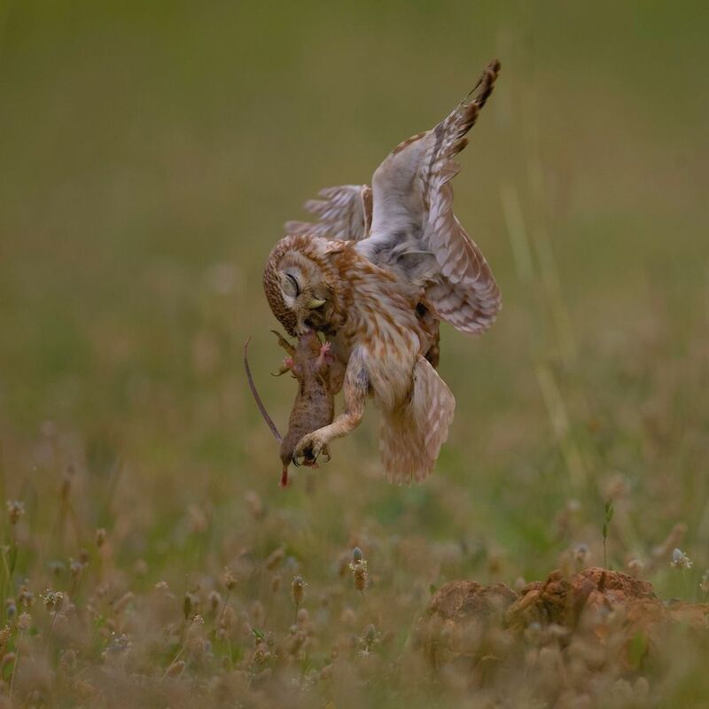Warrior Mouse фото превью
