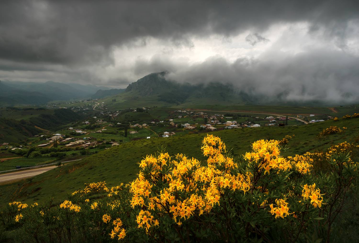 кавказ, карачаево-черкесия, кчр, горы, гумбаши, гум-баши, мара, горные цветы, рододендрон, азалия понтийская, цветение, весна, Zakharov Armen