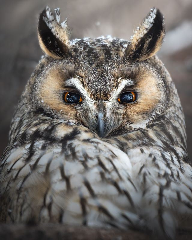 Ушастая сова (Asio otus)  фото превью