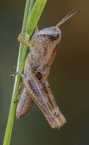 Саранча.Семейство Настоящие саранчовые (Acrididae) нимфа.