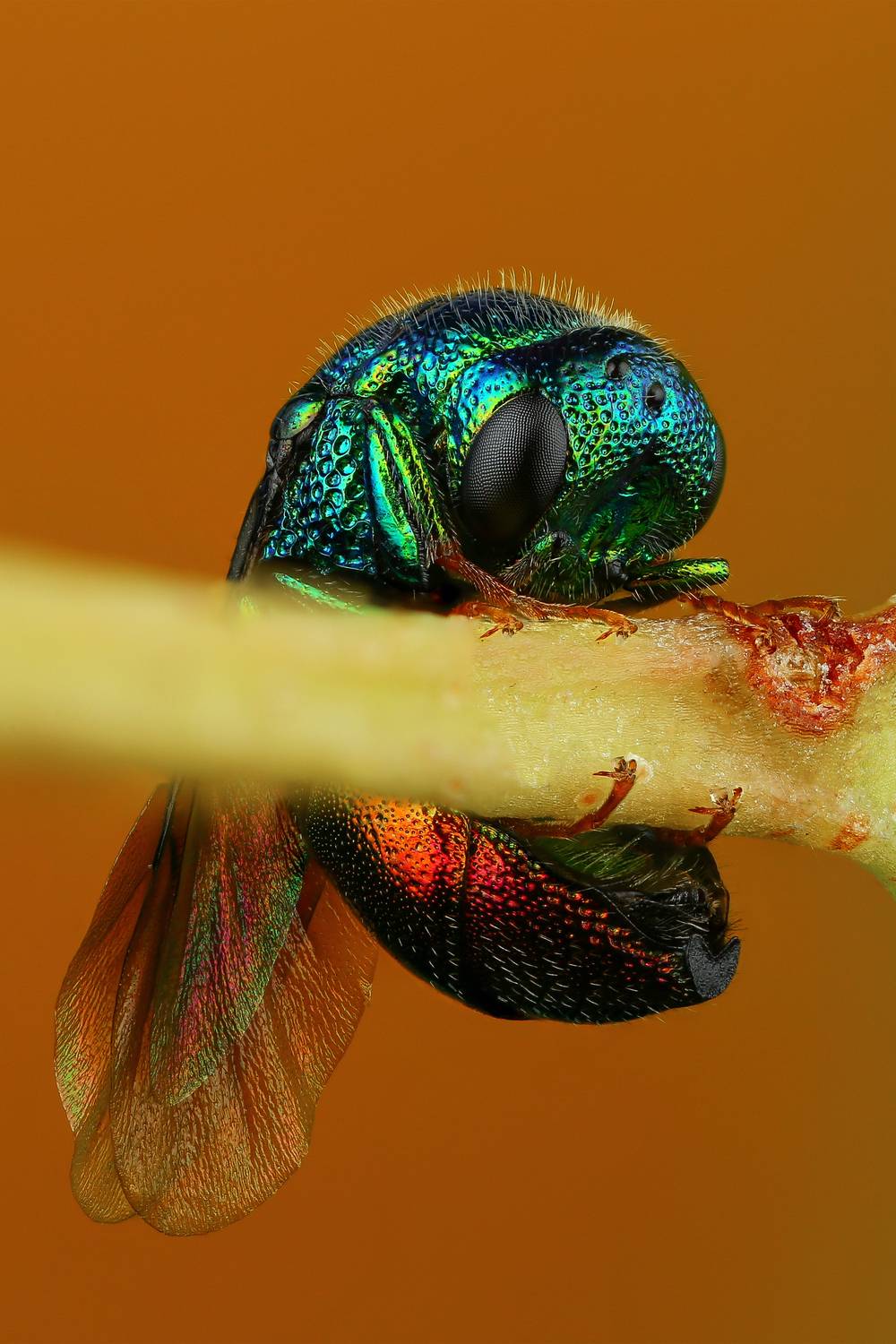 макро, природа, насекомое, животное, растение, оса, трава, Шаповалов Андрей