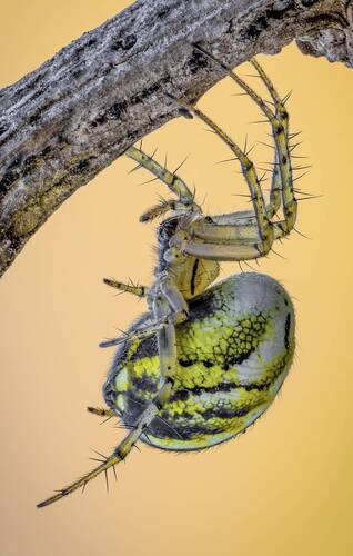 Паук Мангора акалифа.( Mangora acalypha).