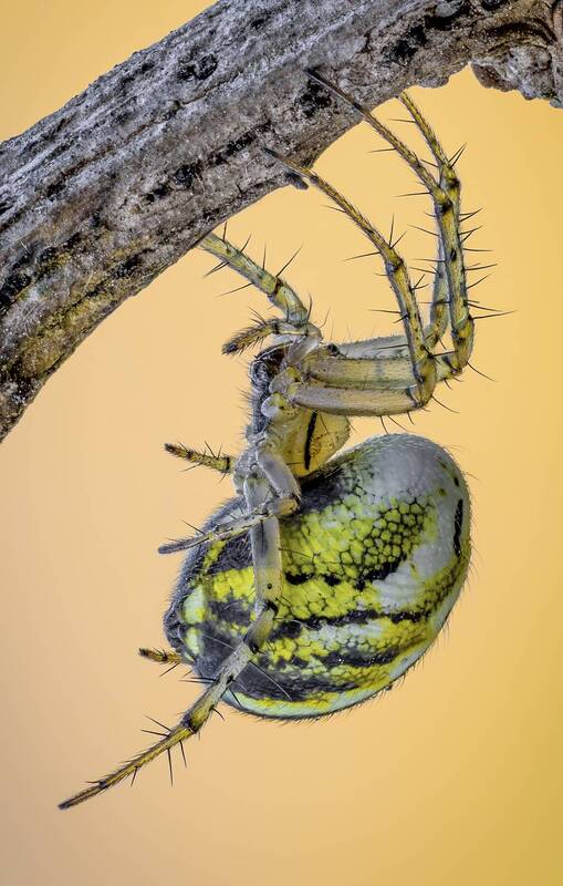 паук, мангора акалифа Паук Мангора акалифа.( Mangora acalypha). фото превью