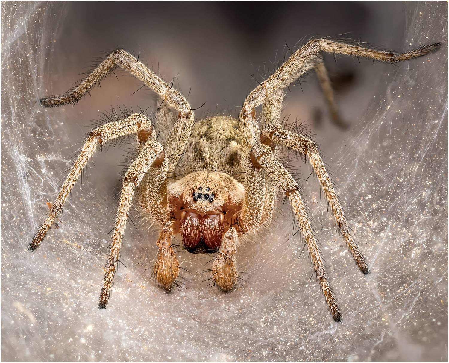 паук, воронковый паук, Alexsandr Grigoriev