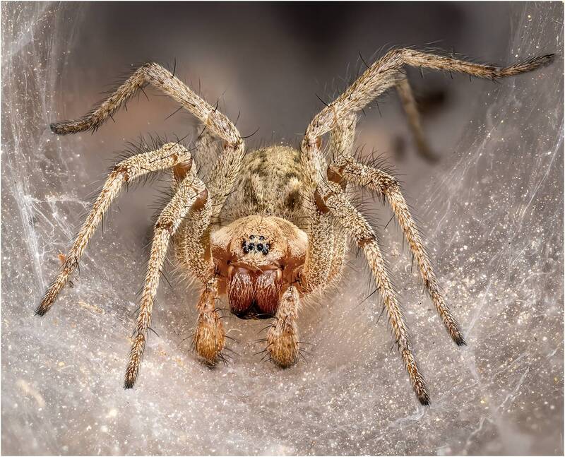 паук, воронковый паук Воронковый паук, семейство Agelenidae. фото превью
