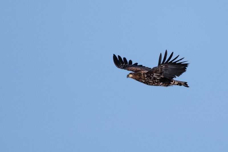 Молодой Орлан Белохвост фото превью