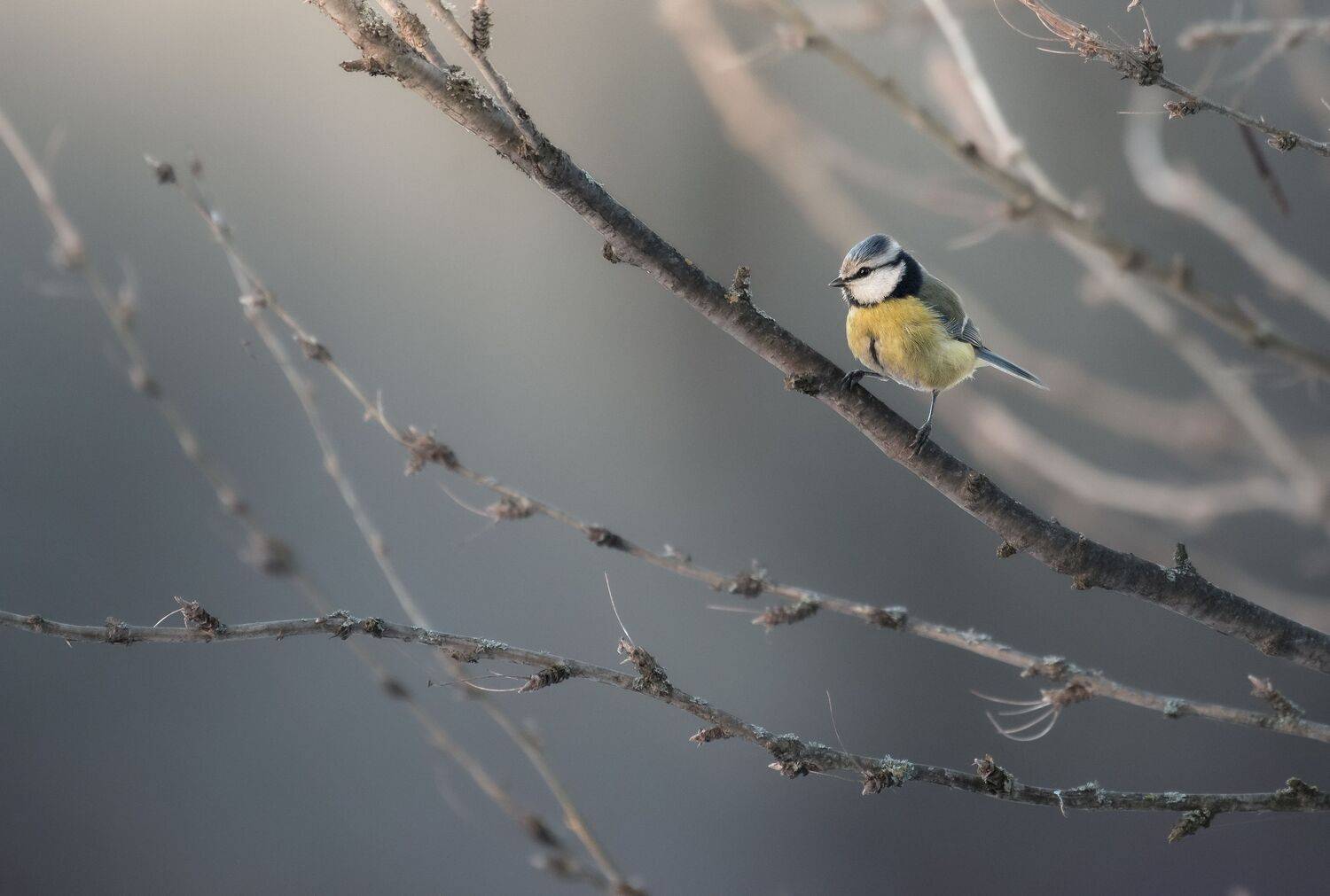 , Максим Вышарь