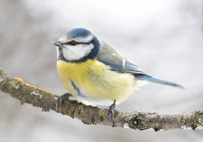 Лазоревка фото превью