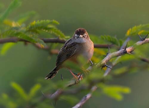 Common babbler