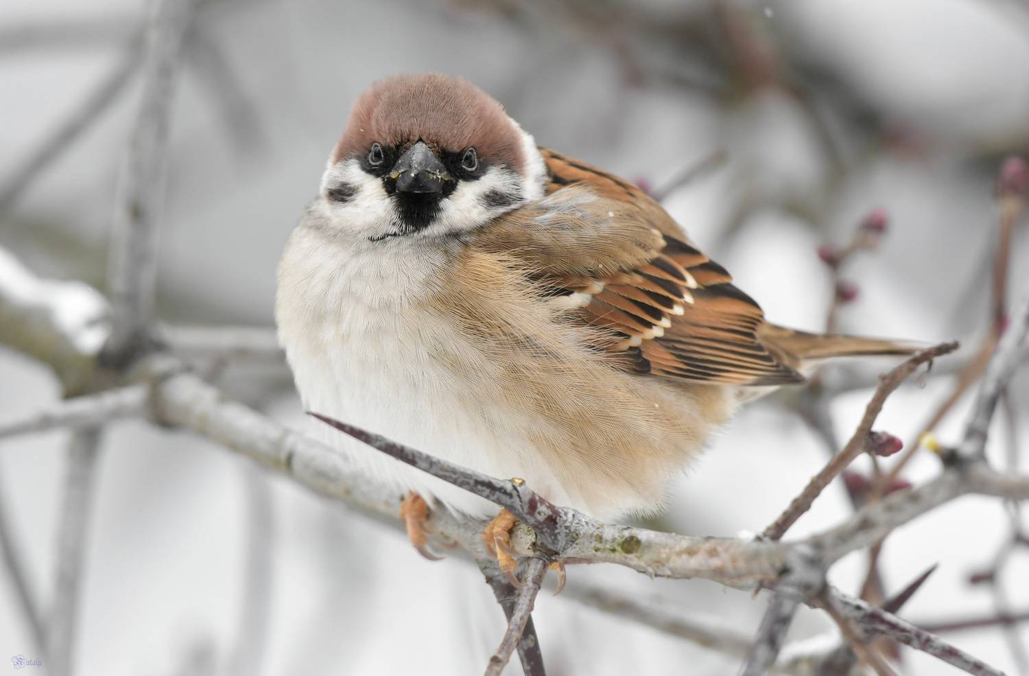 , Наталья Екимова