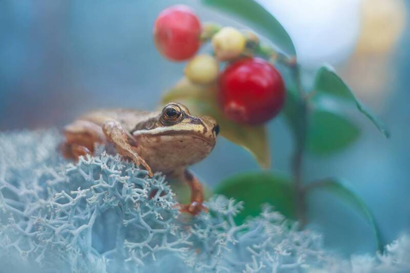 Лягушонок фото превью