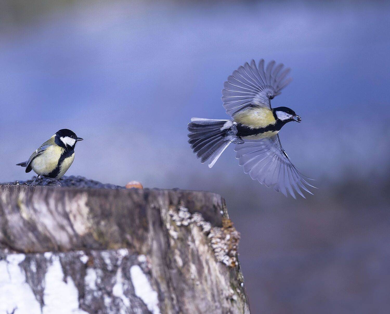 , Стукалова Юлия