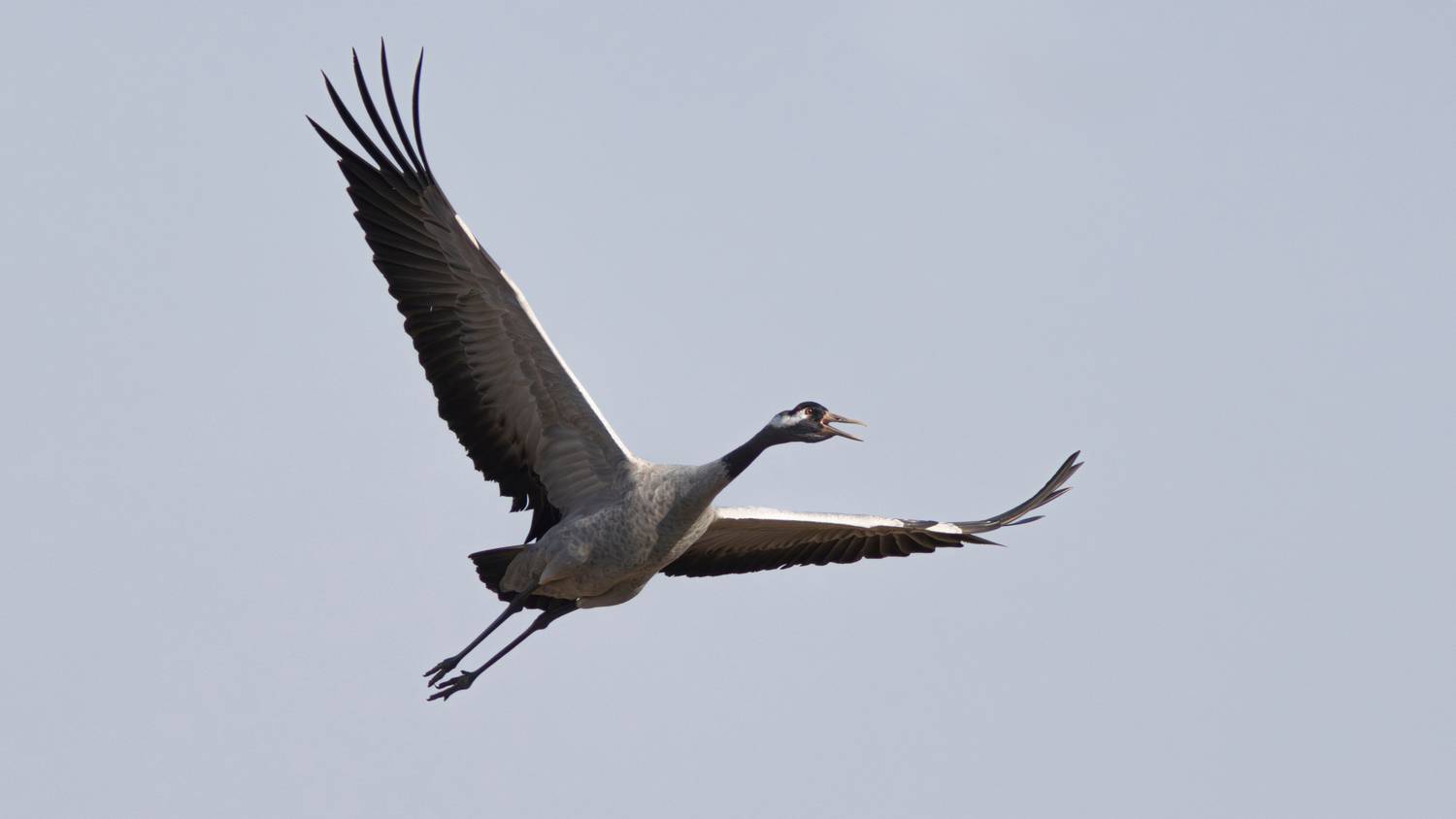 серый журавль, журавль, grus grus, common crane, весна, полёт, журавль в полёте, Бондаренко Георгий