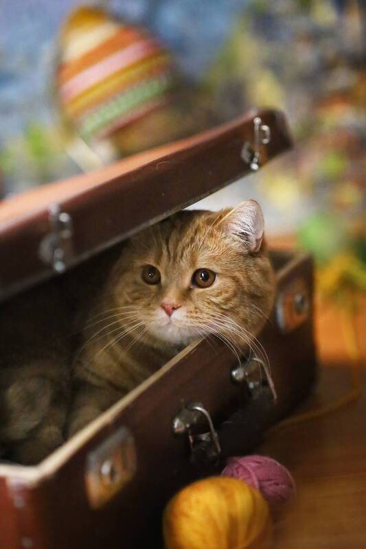 кот, весна, чемодан, мечты, отпуск, ирина горюкина, беларусь Мечты фото превью
